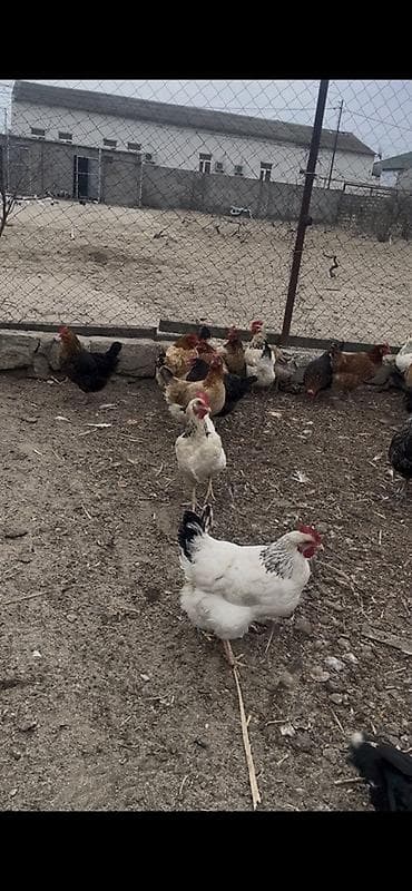 rotveyler satilir: Salam hər vaxdınız xeyir bu toyuqlar satılır öz həyətimin — 4