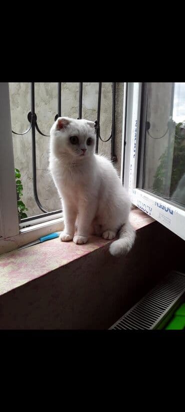 pişim: Şotland, Dişi, Yaxşı əllərə, Ünvandan götürmə, Rayonlara çatdırılma, Pulsuz çatdırılma — 9