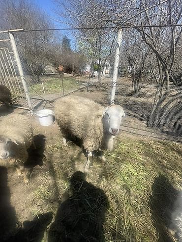 keci aliram: Qoyun və Keçi — təsərrüfat heyvanları - Növ: yerli qoyunlar və uzun — 4