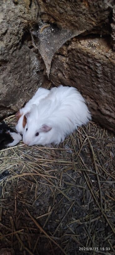 su donuzu: Ağ rəngli pambıq kimi yumşaq dəniz donuzu, qara gözləri və çəhrayı — 2