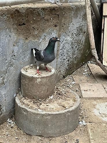 korella quşu: İki erkey iki maya göylər satılır super heyvanlardı — 4