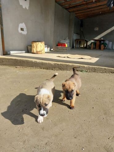 тибетский мастиф цена в баку: 45gunlukduler. Qubanin adur itderidi.Bir erkek bir diwi. 200erkek — 5