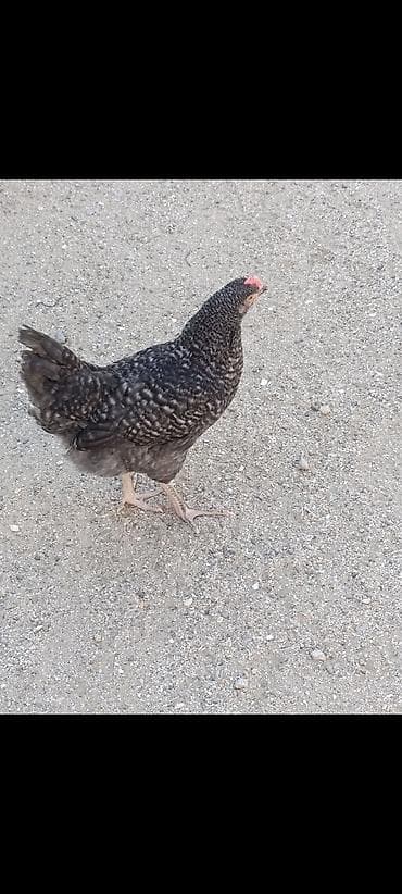 kənd heyvanları: Toyuq cücələri, Damazlıq — 3