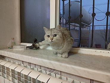 ev pisik: Şotland, Dişi — 1