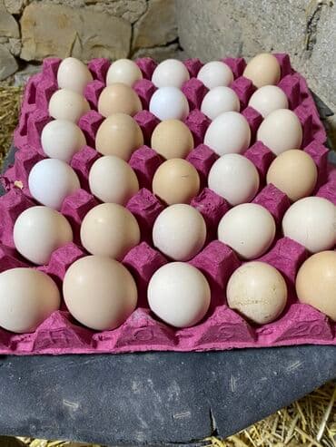 İçkilər: Salam temiz qan Xarkov mayali yumurtalari satilir say metudeti yoxdu — 1