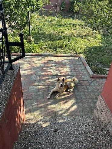 avçarka itləri: Akita-inu, 8 ay, Erkek, Peyvəndli — 1