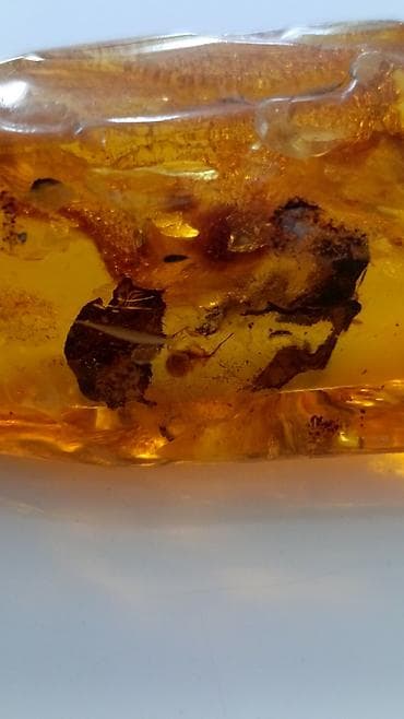 Янтарь, Бесплатная доставка — 5