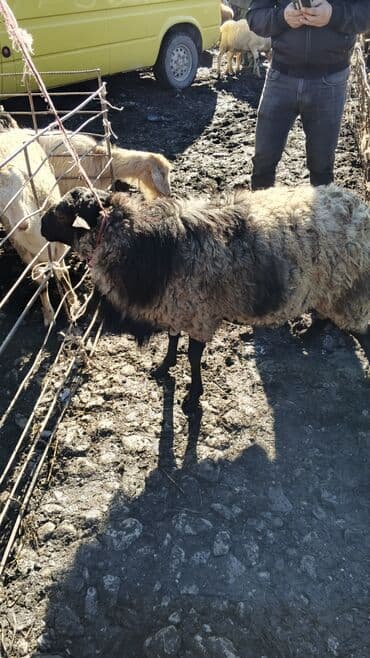 sudluk inekler satışı: Самец, лет: 1, 55 кг, Для разведения, Платная доставка — 4