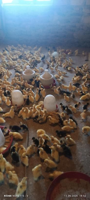ördək balasi: Məhsul: Xırdabuynuz quş balaları (ördək balaları) Təsvir: - — 6