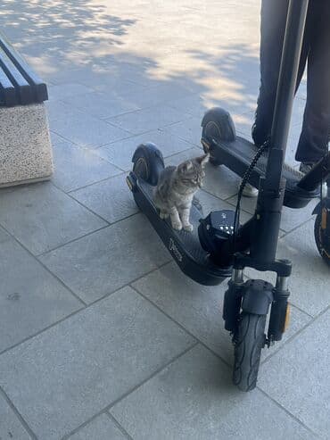 электроскутер в баку: İşlənmiş Elektrik samokat > 12", > 1000 Vt, 36 - 45 km/s, Ünvandan götürmə — 2