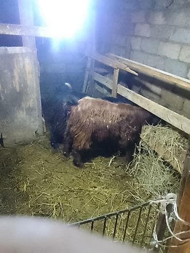 hissar qoyunu: Qoyun/Keçi – yerli cins, uzun tüklü - Təsərrüfat şəraitində — 1