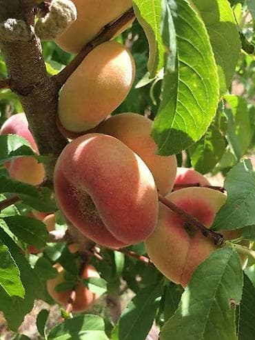 agac tingleri: Ting satışı Şaftalı və Nektarin Sort Contessa - yastı şaftalı Sort — 7