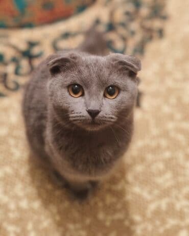 Şotland yastı qulaq, Dişi