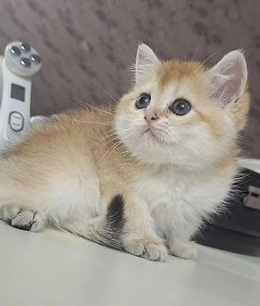 котята в баку бесплатно: NY11 DİŞİ real alıcı narahat etsin latok tərbiyəsi var korm yeyir — 1