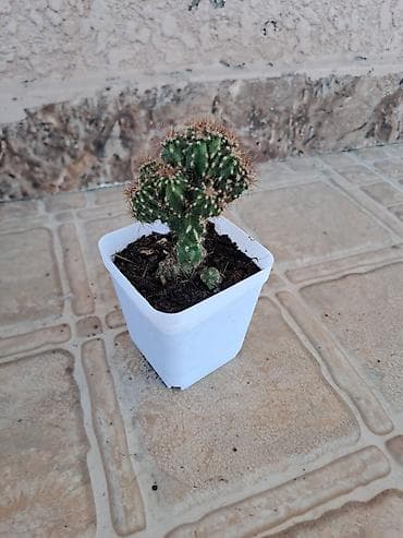 ev perdeleri: Mini kaktus – çoxgövdəli, tikanlı, dekorativ sukulent. - Qab: kvadrat — 4