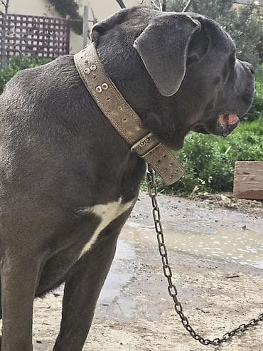 it balası: Kane-Korso — 3