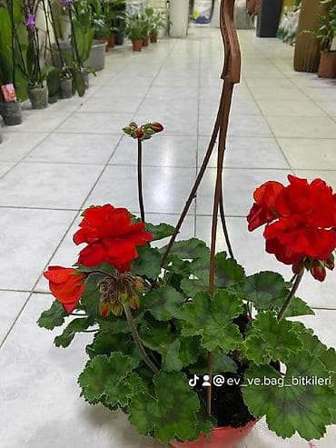 ağ zoğal: Asılqan qızılqül (qeranıum) – asma vazonda dekorativ çiçək - Növ — 1