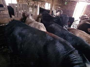 10 baş əl danasi — 7