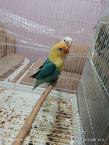 jako tutuquşunun digər adı: Cüt fişer satılır bala veren quşlardı qiymeti cütü 430 m — 2