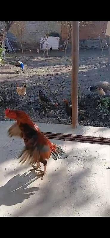 qoyun satisi: Heyrati cinsine mexsus 2 ay 10 20 gunun arasu cuceler satilir Ana — 1