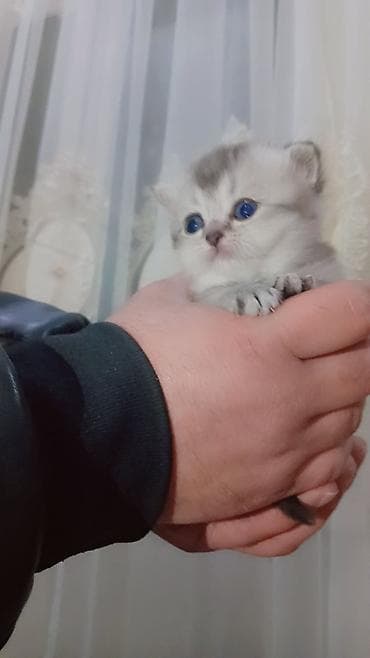 pişik qumu: Britan — 1