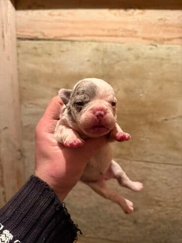 акита ину цена в баку: Американский бульдог, 1 месяц, С прививками, Платная доставка — 7