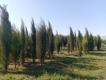 пластмассовый бак для воды купить: Her növ ağaclar ve dekarativ ağaclar çox ucuz ve qarantili gubresiz — 16