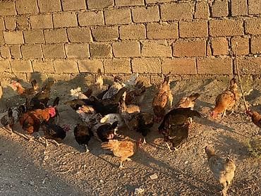 cins at: Yerli kənd toyuqları – qarışıq sürü - Açıq havada sərbəst gəzdirilən — 1