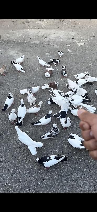 Quşlar: Çoxsu bir nəsil uçan boynu güllülərdi içində abrezdər destələr — 1