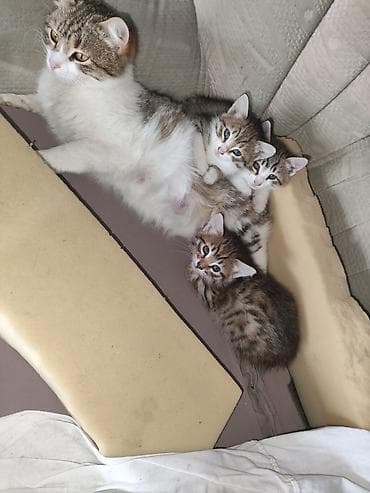 Yaxşı əllərə — 2