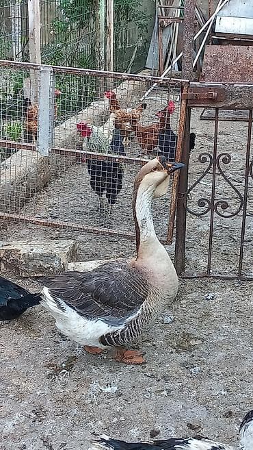 Гуси: Qu Qazı Erkək/Dişi cüt satılır — 2