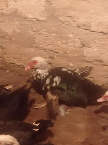 Другие с/х животные: Tam sağlam veayalı zümrüdü lal ördekler satılır.15-manatlıq olandan — 5