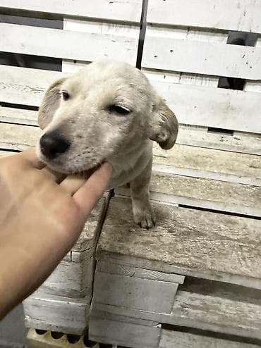 Digər heyvanlar: Cek rassel teryer, 3 ay, Erkek — 2