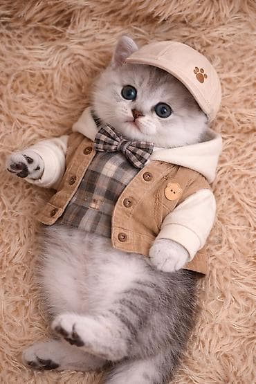 callisto: Pasportlu ata_ananin bebesi — 2