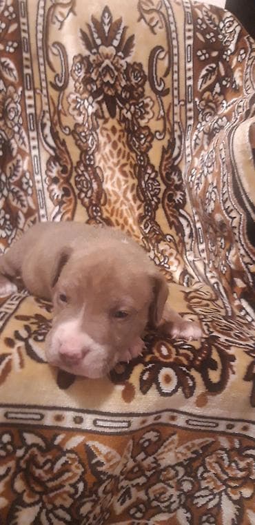 ağ haski: Pitbul — 1
