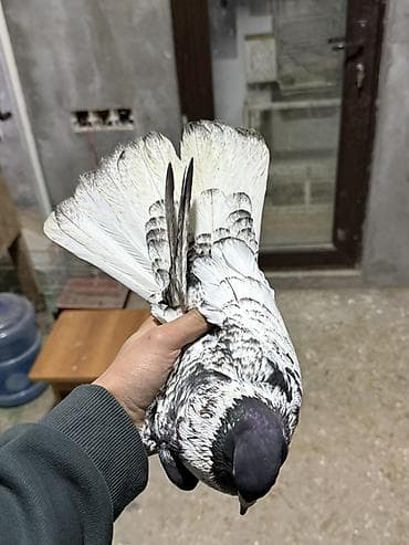 sağsağan quşu: Göyercin qarabas ekey qizğin qusdu 15 m qiymet sondu — 5