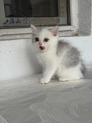 maykonq pişik: Britan — 2