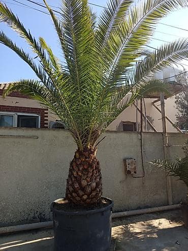 kalanxoe bitkisi: Xurma xurması (Phoenix canariensis) – iri ölçülü, dekorativ palma - — 2