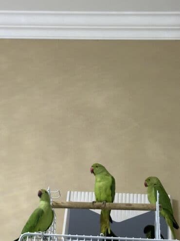 попугай ара цена: Ajarella Pakistan Pəncabdan gəlib bir başa — 4