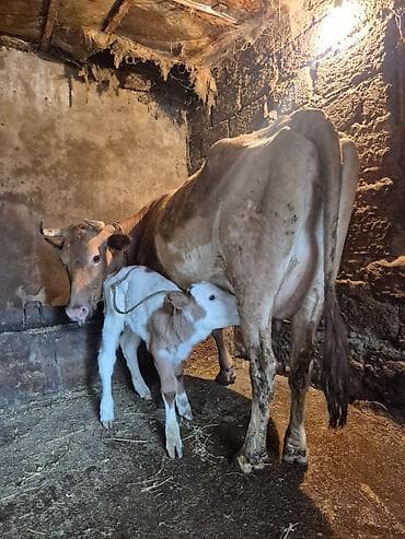 doberman balası: 12 litir bulama verir 3 qarına doğub 5 gündü doğub balası dişdi — 1