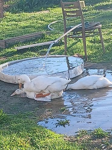 lal ordek: Aylesbury Ordeklerinin Cucesi Ve Yumurtasi Satilir Mayali 1 eded — 6