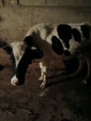 Коровы, быки: Самка, Holsteyn, лет: 2, 200 кг, Для молока, Бесплатная доставка — 5