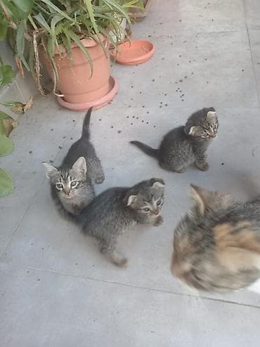 Şotland yastı qulaq, Yaxşı əllərə lalafo.az -da Şotland yastı qulaq, Yaxşı əllərə