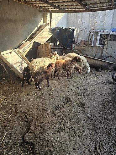 Птицы: Satış: qoyun və quzular dəsti - Növ: yerli qoyun cinsi (qarışıq — 5