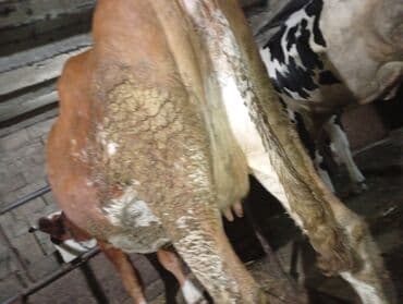 tap az sudluk inəklər: Salam gördüyünüz ineyler satılır boğaz balı super heyvanlardi — 6