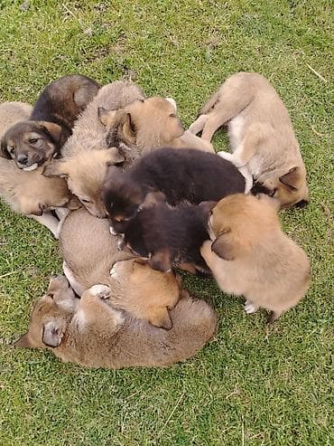 çin aslanı: 1 ay, Ünvandan götürmə — 2