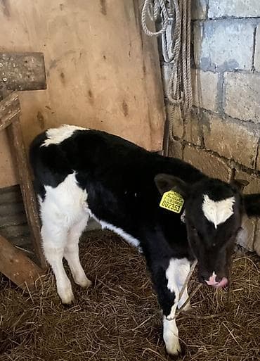 mal qoyun: İnək 1 həftəlik balası ilə satılır(balası dişidi).15-20 litr süd — 3