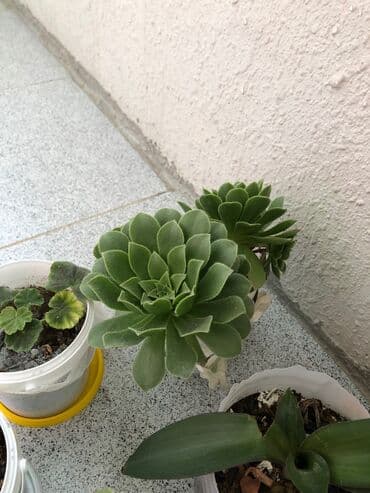 etotu bitkisi: Tebii guller — 5