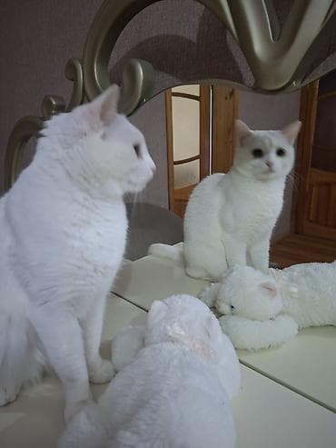 anqor pişik: Van, Dişi, Yaxşı əllərə, Ünvandan götürmə — 8