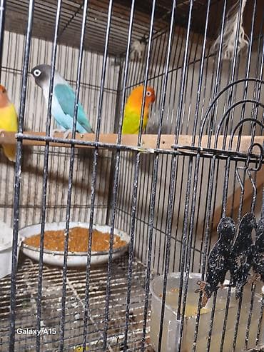 qus iran: Məhsul: Sevgi papağanları (Agapornis) Təsvir: - Rəngarəng sevgi — 5